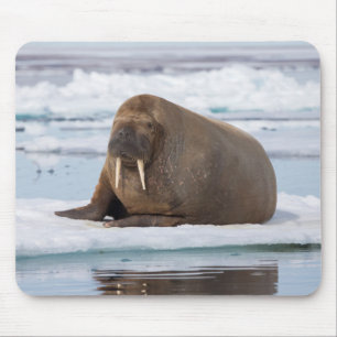 Alfombrilla De Ratón Morsa descansando sobre hielo, Noruega