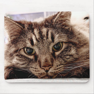 Alfombrilla De Ratón Mouse Pad Maine Coon Cat