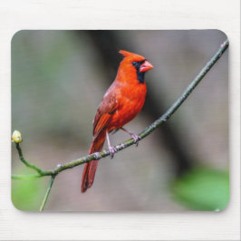 Alfombrilla De Ratón Mousepad cardinal