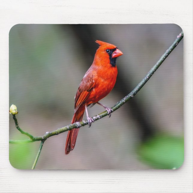 Alfombrilla De Ratón Mousepad cardinal (Frente)