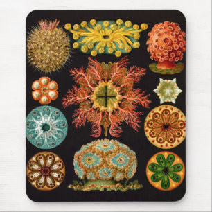 Alfombrilla De Ratón Mousepad cuadrado de ardilla marina