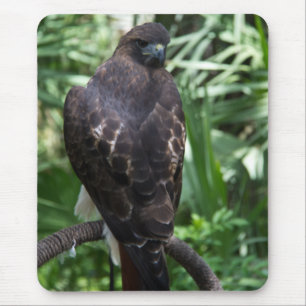 Alfombrilla De Ratón Mousepad de aves de halcón de cola roja