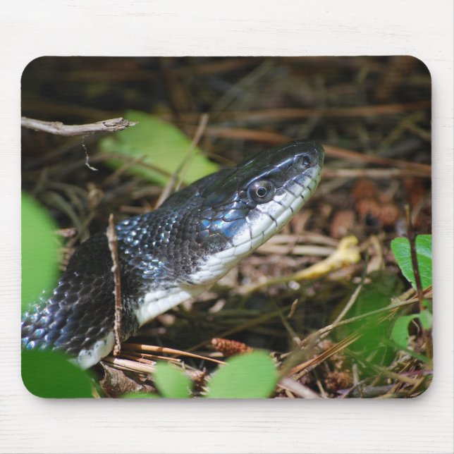 Alfombrilla De Ratón Mousepad de la serpiente de rata negra (Frente)