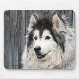 Alfombrilla De Ratón Mousepad del Malamute de Alaska