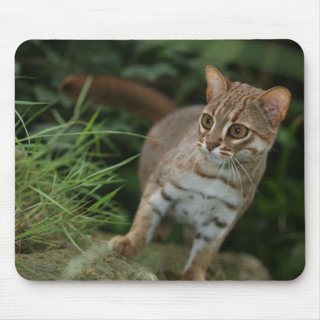 Alfombrilla De Ratón Mousepad - gato manchado oxidado (Frente)