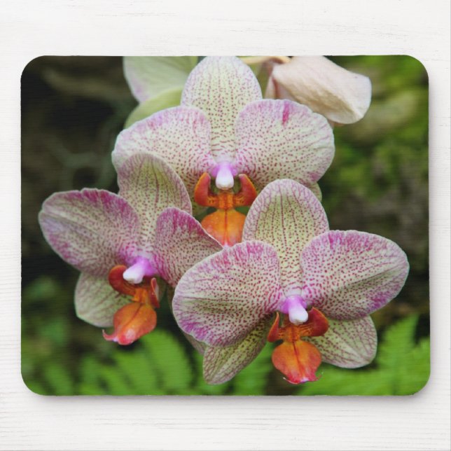 Alfombrilla De Ratón Mousepad - orquídea (Frente)