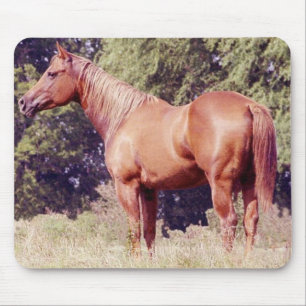 Alfombrilla De Ratón Muestre el caballo