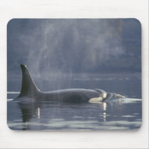 Alfombrilla De Ratón Mujer adulta Orca Whale Orcinus Orca), Puget