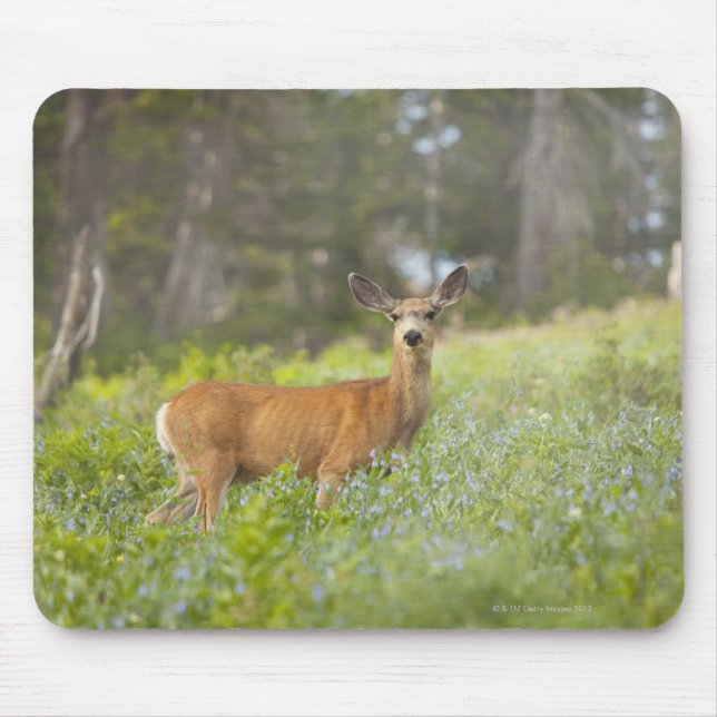 Alfombrilla De Ratón Mule Deer (Odocoileus hemionus) en pradera (Frente)