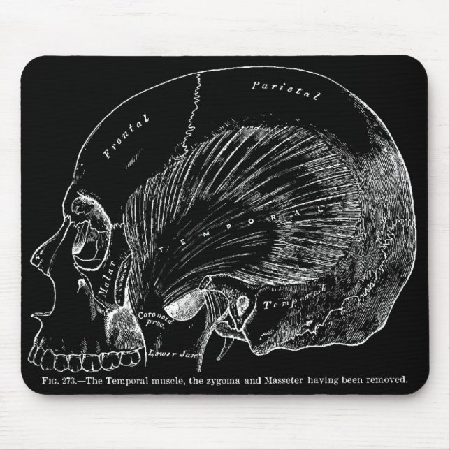 Alfombrilla De Ratón Músculo temporal humano del dibujo médico del (Frente)