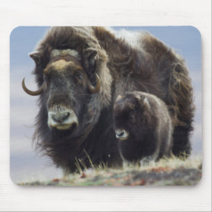 Alfombrilla De Ratón Musk Ox con ternera
