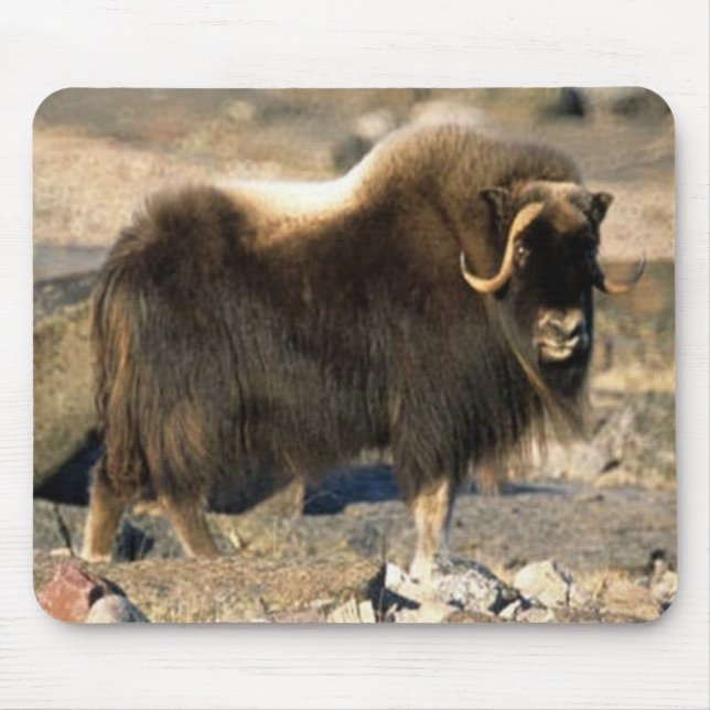 Alfombrilla De Ratón Musk Ox Mousepad (Frente)