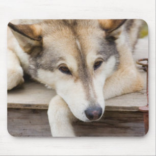 Alfombrilla De Ratón N.A., EE. UU., Alaska. Perros de trineo Husky