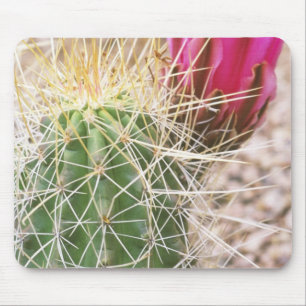 Alfombrilla De Ratón N.A., EE. UU., AZ, Phoenix, Desierto Botánico