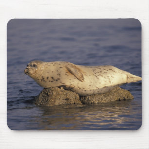Alfombrilla De Ratón N.A., EE. UU., California, Monterey. Foca común