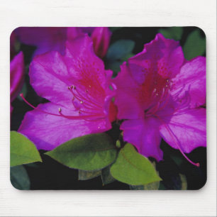 Alfombrilla De Ratón N.A. EE. UU., Georgia, Savannah. Azalea en flor.