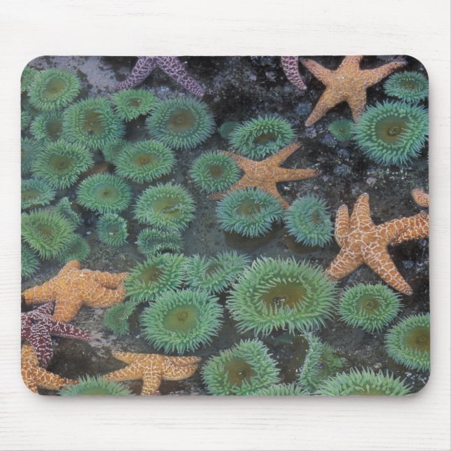 Alfombrilla De Ratón N.A., Estados Unidos, Washington, Parque Nacional  (Frente)