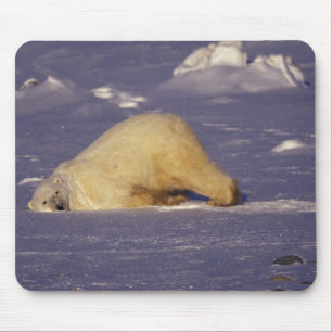 Alfombrilla De Ratón NA, Canadá, Manitoba, Churchill, Oso polar