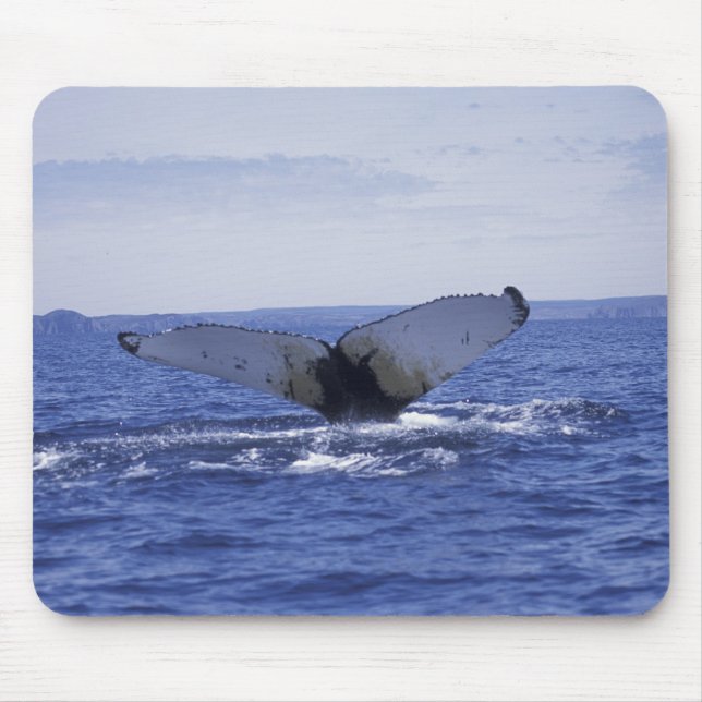 Alfombrilla De Ratón NA, Canadá, Terranova, Bahía de Trinity. Humpback (Frente)