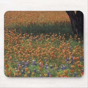 Alfombrilla De Ratón NA, EE. UU., Texas, Hill Country, Pincel y