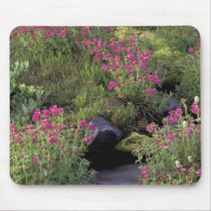 Alfombrilla De Ratón NA, EE. UU., Washington, Mt. Rainier NP, Rosa