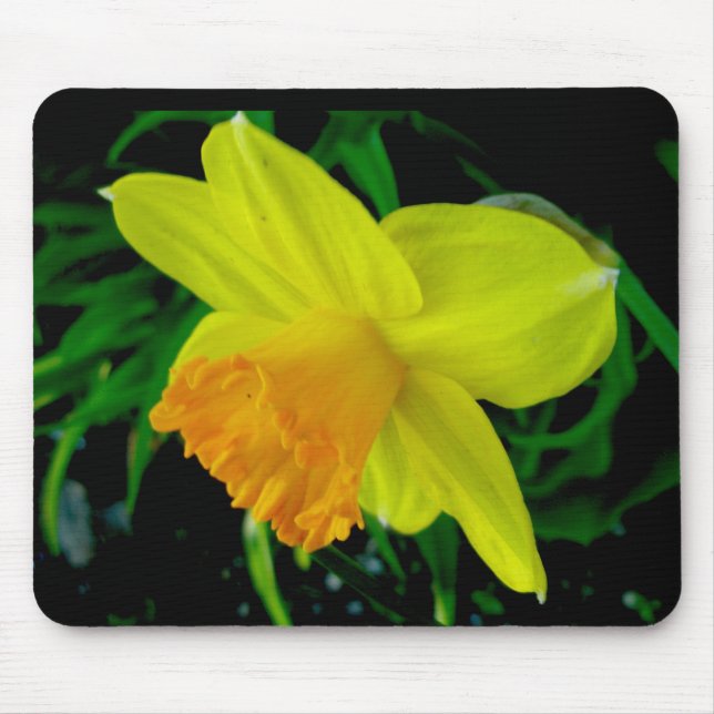 Alfombrilla De Ratón Naranja amarillo Daffodil Mousepad (Frente)