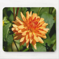 Naranja Dahlie mit Knospe und Blätter