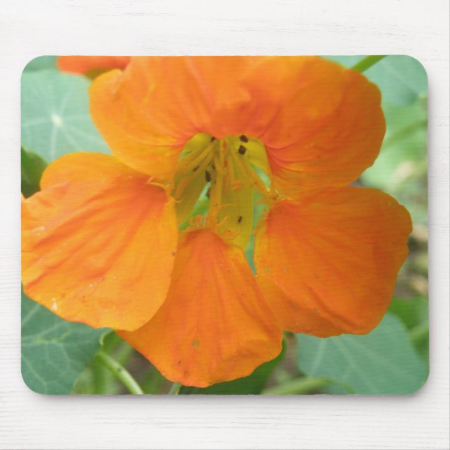 Alfombrilla De Ratón Naranja Nasturtium Flower Mousepad (Frente)
