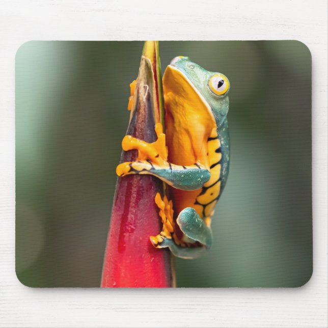 Alfombrilla De Ratón Naranja verde de rana de árbol de mono con leyenda (Frente)