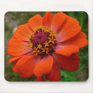 Alfombrilla De Ratón Naranja Zinnia Wildflower Naturaleza Floral