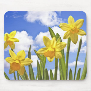 Alfombrilla De Ratón Narcisos amarillos en primavera en los Países