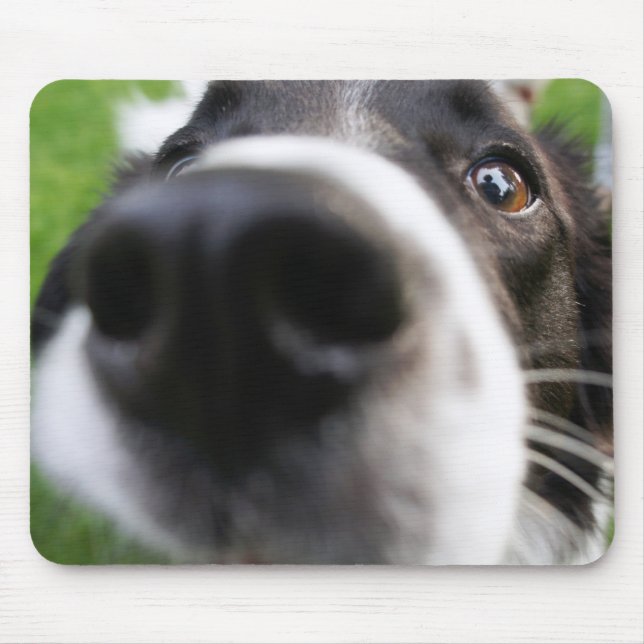 Alfombrilla De Ratón Nariz de perro del border collie (Frente)