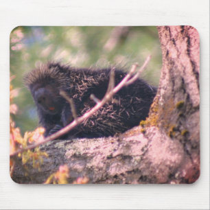 Alfombrilla De Ratón Naturaleza animal de la vida silvestre Porcupine