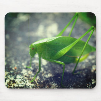 Alfombrilla De Ratón Naturaleza de Katydid Grasshopper