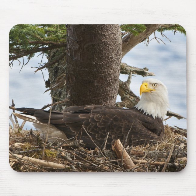 Alfombrilla De Ratón Nesting Bald Eagle (Frente)