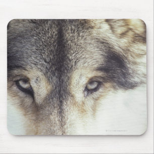 Alfombrilla De Ratón Nombre latino: Lupus de Canis