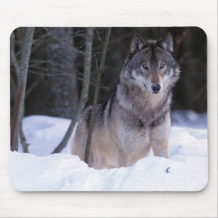 Alfombrilla De Ratón Norteamérica, Canadá, Canadá Oriental, Lobo gris