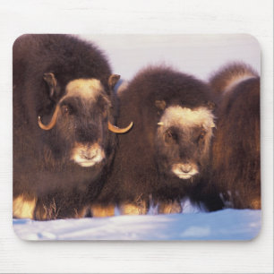 Alfombrilla De Ratón Norteamérica, EE. UU., Alaska, Círculo polar ártic
