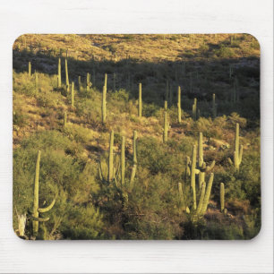 Alfombrilla De Ratón Norteamérica, EE. UU., Arizona, Desierto de Sonora