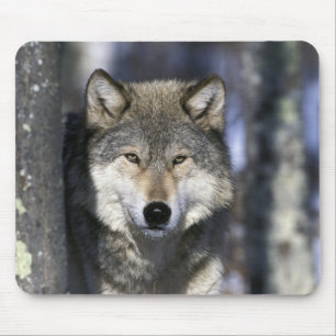 Alfombrilla De Ratón Norteamérica, EE. UU., Minnesota. Lobo Canis