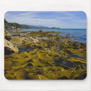 Alfombrilla De Ratón Nueva Zelanda, Southland, Isla Stewart. Kelp