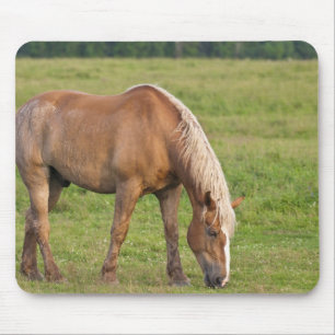 Alfombrilla De Ratón Nuevo Brunswick, Canadá. Caballo en campo.
