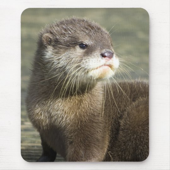 Alfombrilla De Raton Nutria Linda Del Bebe Zazzle Es