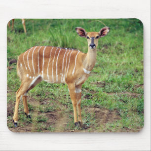 Alfombrilla De Ratón Nyala hembra, Reserva de caza Hluhluwe-Umfolozi