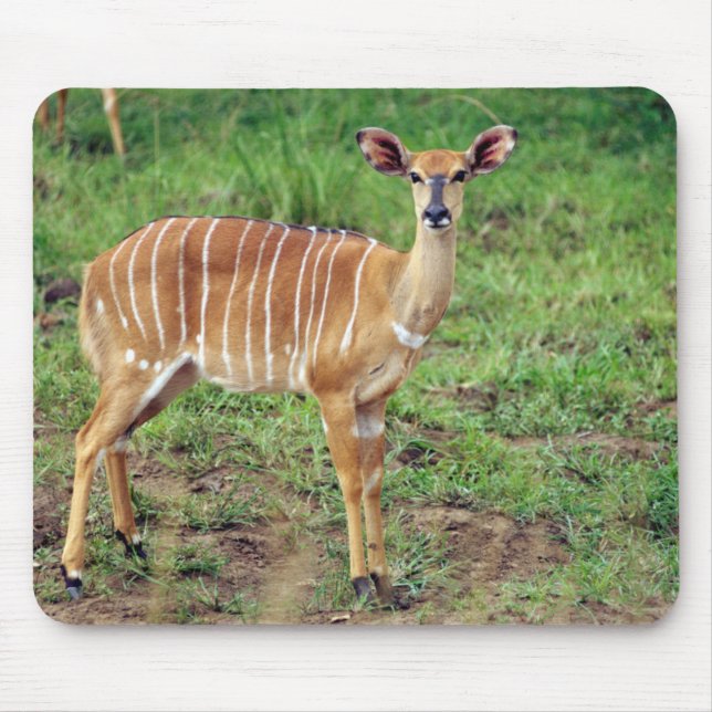 Alfombrilla De Ratón Nyala, Hluhluwe-Umfolozi reserva de caza (Frente)