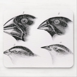 Alfombrilla De Ratón Observaciones del pájaro de Darwin