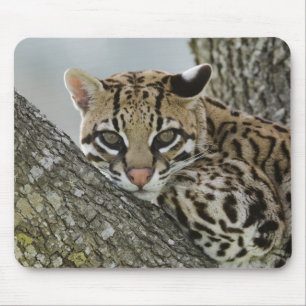 Alfombrilla De Ratón Ocelote, Felis pardalis, cautivo, hembra descansan