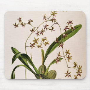 Alfombrilla De Ratón Odontoglossum Hastatum