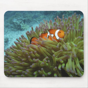 Alfombrilla De Ratón Oeste Clownfish ( Anphiprion ocellaris )