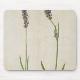 Alfombrilla De Ratón Officinalis del Lavandula (lavanda inglesa vieja),
